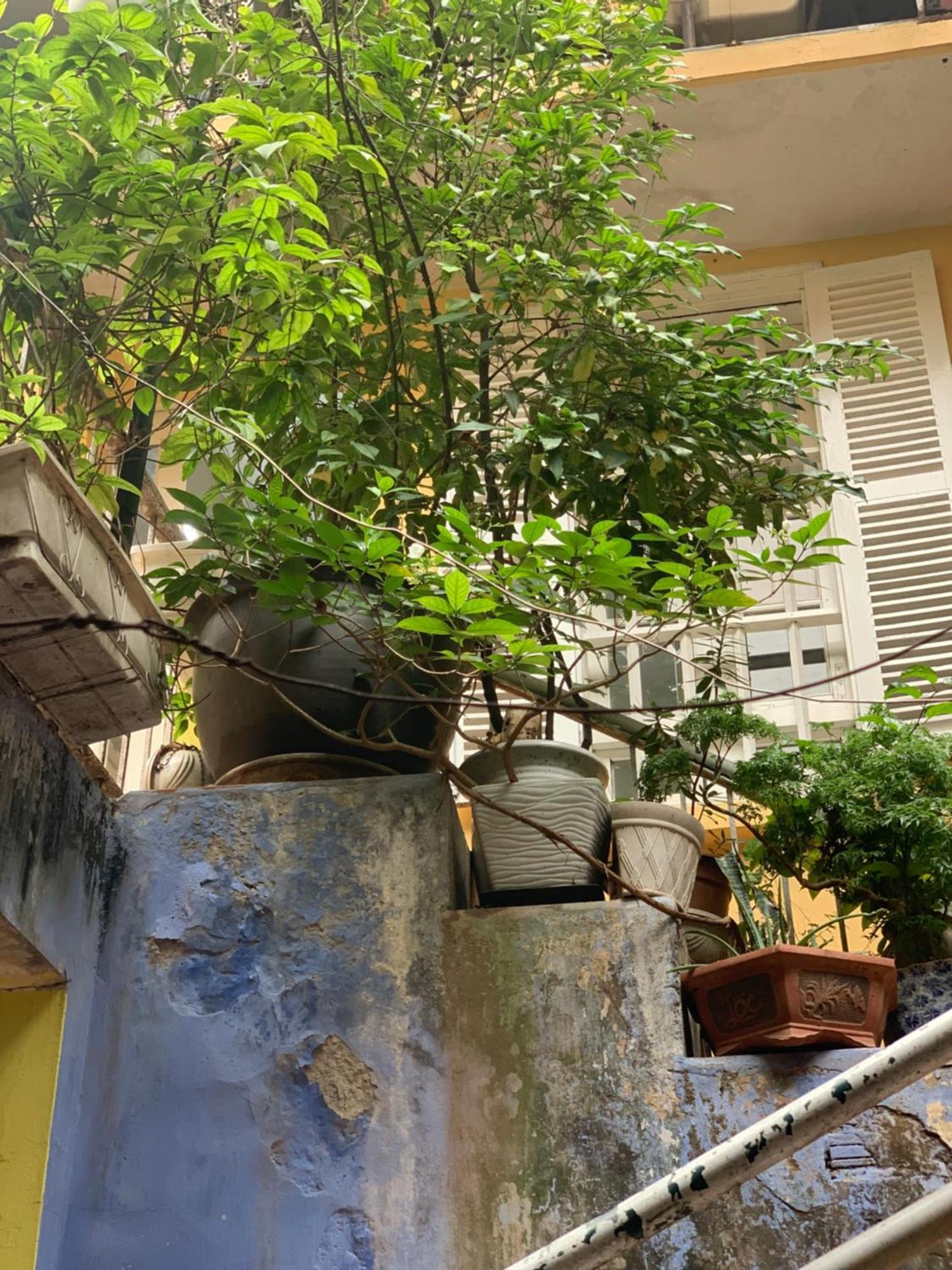 Charmcham House Leilighet Hanoi Eksteriør bilde